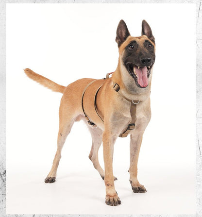 Escape Proof No - Pull Dog Harness for Medium Large Dogs - MeowGo